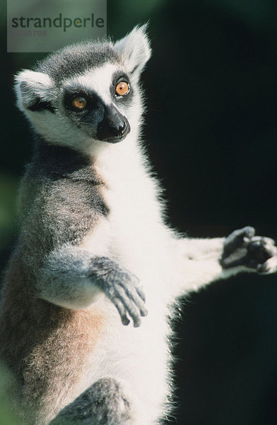 Katta nimmt Sonnenbad (Lemur catta)