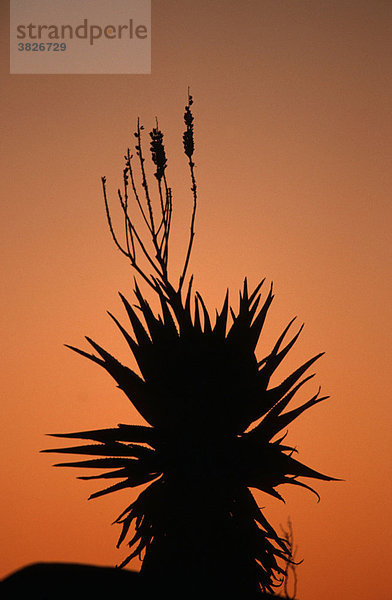 Wilde Aloe in der Abenddaemmerung  Keetmanshoop  Namibia (Aloe ferox)
