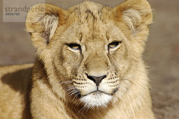 Afrikanischer Loewe  Jungtier (Panthera leo) Afrikanischer Löwe