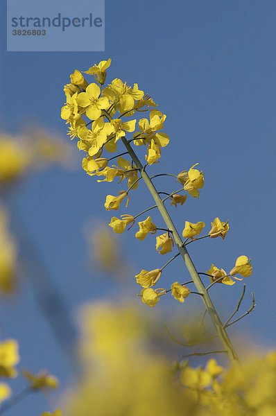 Bluehender Raps  Nordrhein-Westfalen  Deutschland (Brassica napus)