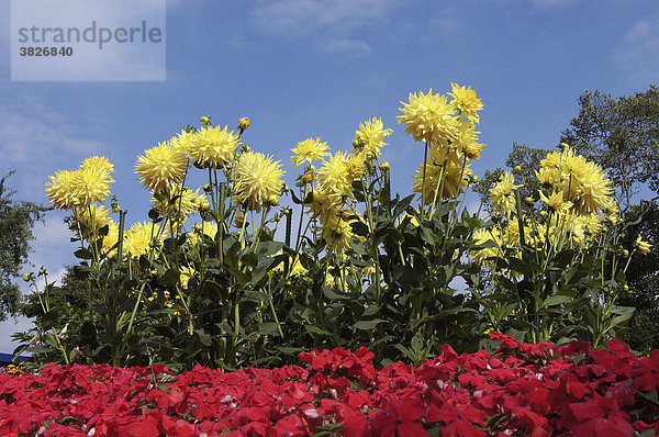 Fleissiges Lieschen und Dahlien (Dahlia hybrida)  (Impatiens walleriana) Balsamine  Schmuckdahlie