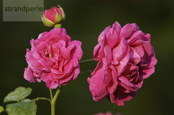 Rosenblueten (Rosa spec.)