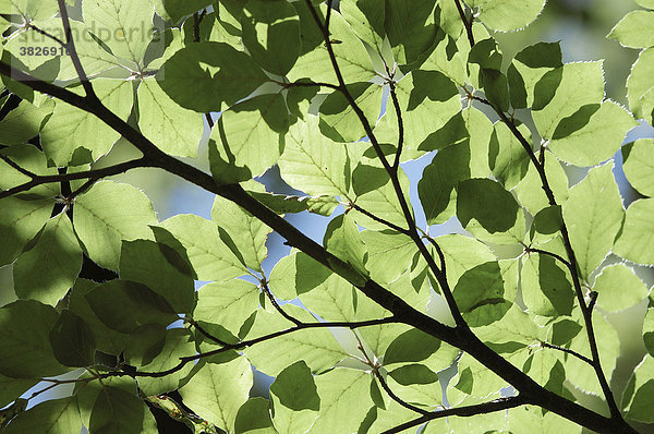 Beech leaves in spring  North Rhine-Westphalia  Germany (Fagus sylvatica)