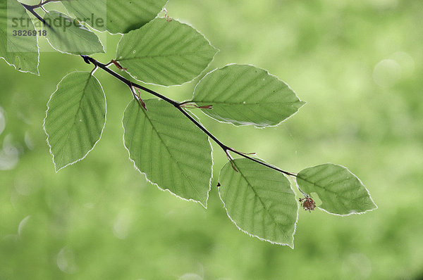 Beech leaves in spring  North Rhine-Westphalia  Germany (Fagus sylvatica)