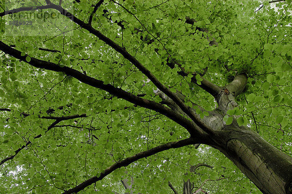 Rotbuche im Fruehling  Nordrhein-Westfalen  Deutschland (Fagus sylvatica)
