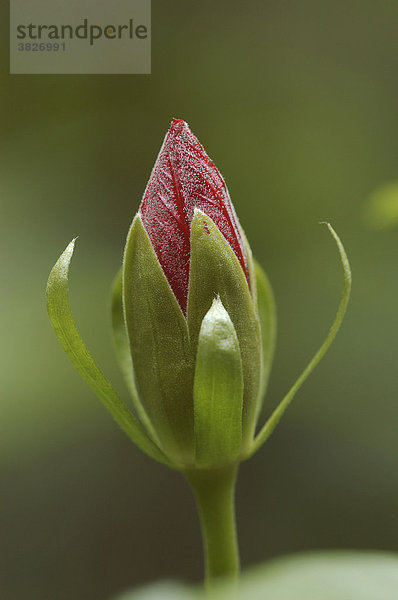 Hibiskus  Bluetenknospe (Hibiscus rosa-sinensis)