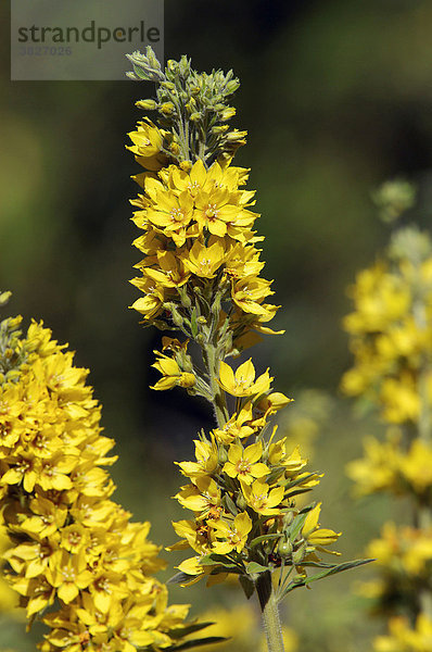 Punktierter Gilbweiderich  Nordrhein-Westfalen  Deutschland (Lysimachia punctata)