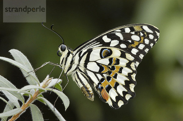 Linden-Schwalbenschwanz (Papilio demoleus) Ungeschwänzter Schwalbenschwanz  Citrus-Schwalbenschwanz  seitlich