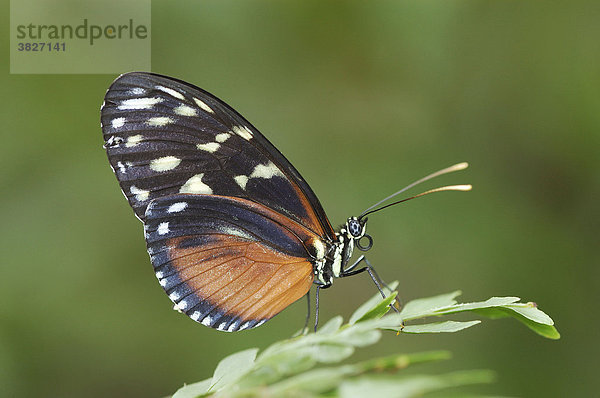 Hecales Longwing (Heliconius hecale)