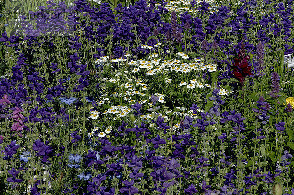 Buntschopfsalbei und Wiesen-Margerite (Salvia viridis  Salvia horminum)  (Leucanthemum vulgare  Chrysanthemum leucanthemum) Wiesenmargarite  Wiesenwucherblume