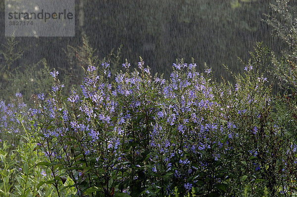 Garten-Ziest im Regen (Stachys grandiflora hybride)