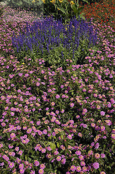 Blumenbeet mit Wandelroeschen und Garten-Salbei (Lantana camara)  (Salvia nemorosa) Wandelröschen