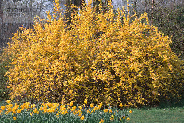 Forsythie im Fruehling (Forsythia spec.)