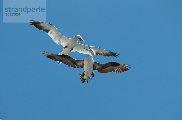 Basstoelpel  Helgoland  Schleswig-Holstein  Deutschland (Morus bassanus  Sula bassana) Basstölpel  freistellbar