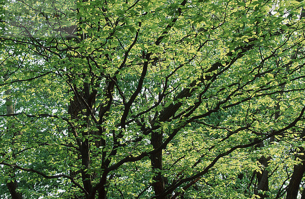 Hainbuche im Fruehling  Nordrhein-Westfalen  Deutschland (Carpinus betulus) Weissbuche