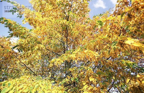 Hainbuche im Herbst  Deutschland (Carpinus betulus) Weissbuche