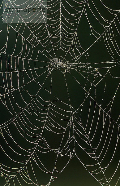 Tautropfen in Spinnennetz  Rheinland-Pfalz  Deutschland