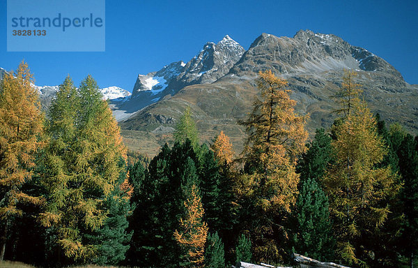 Bergwald mit Europaeischen Laerchen im Herbst  Oberengadin  Graubuenden  Schweiz (Larix decidua) Europäische Lärche