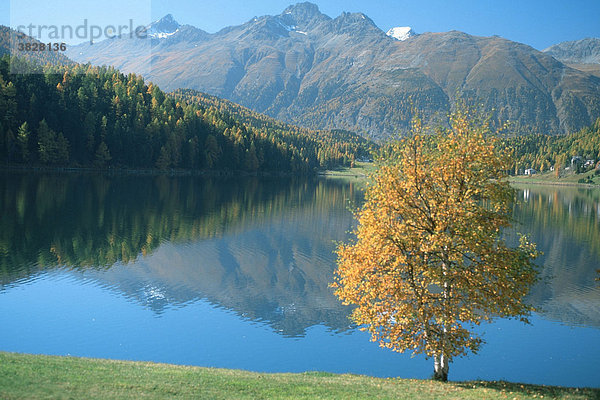Birke im Herbst  St. Moritzer See  Oberengadin  Graubuenden  Schweiz