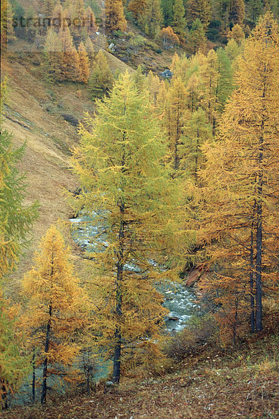 Europaeische Laerchen im Herbst  Fextal  Oberengadin  Graubuenden  Schweiz (Larix decidua) Europäische Lärche