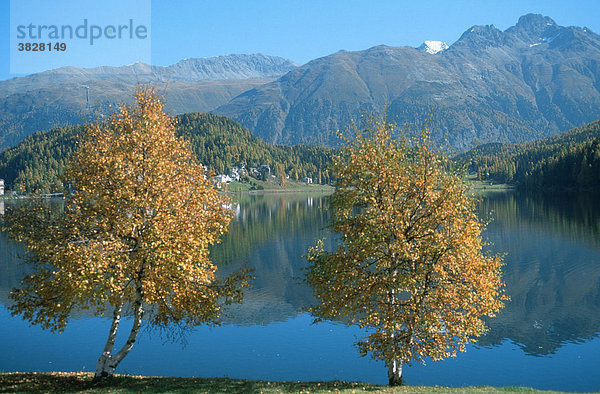 Birken im Herbst  St. Moritzer See  Oberengadin  Graubuenden  Schweiz