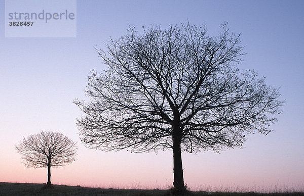 Small Leafed Lime at dusk in winter  Baden-Wurttemberg  Germany / (Tilia cordata)