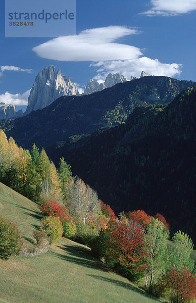 Mountain forest in the Dolomites in autumn  South Tyrol  Italy