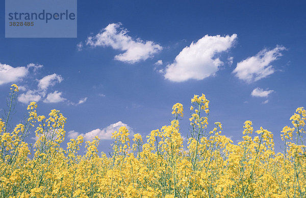 Clouds over blooming Rape  Germany / (Brassica napus)