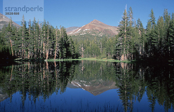 Mountain mirrored in calm lake  Tioga road  Sierra Nevada  Yosemite national park  California  USA