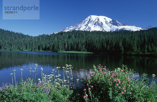 Mount Rainier mirrored in Reflection Lake  Mt. Rainier national park  Washington  USA