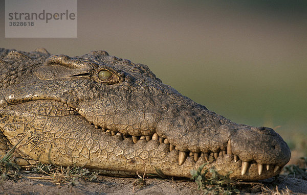 Nilkrokodil  Chobe Nationalpark  Botswana / (Crocodylus niloticus)