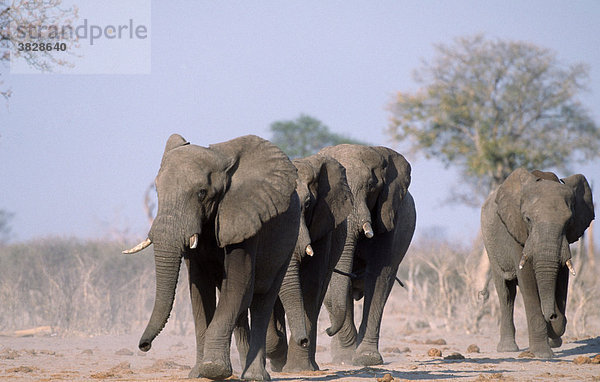 Afrikanische Elefanten  Chobe-Nationalpark  Botswana / (Loxodonta africana)