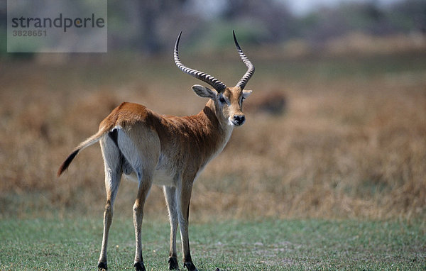 Litschi-Wasserbock  maennlich  Moremi-Wildschutzgebiet  Botswana / (Kobus leche) / Antilope
