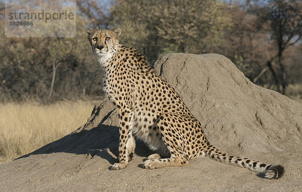Gepard  Namibia / (Acinonyx jubatus)