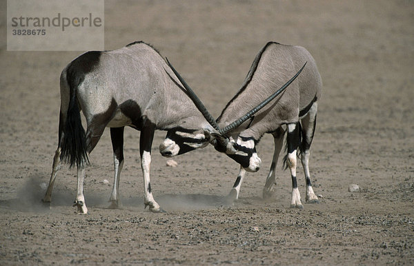 Spiessboecke  Kgalagadi Transfrontier Park  Suedafrika / (Oryx gazella) / Antilope
