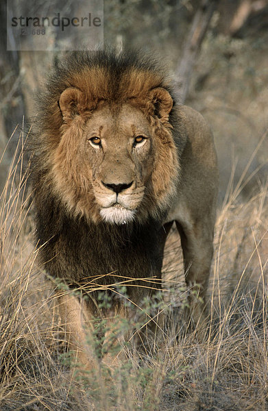 Afrikanischer Loewe  maennlich  Namibia / (Panthera leo) / Afrikanischer Löwe