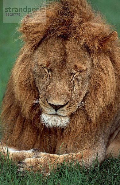 Afrikanischer Loewe  maennlich  Massai Mara Wildschutzgebiet  Kenia / (Panthera leo) / Afrikanischer Löwe