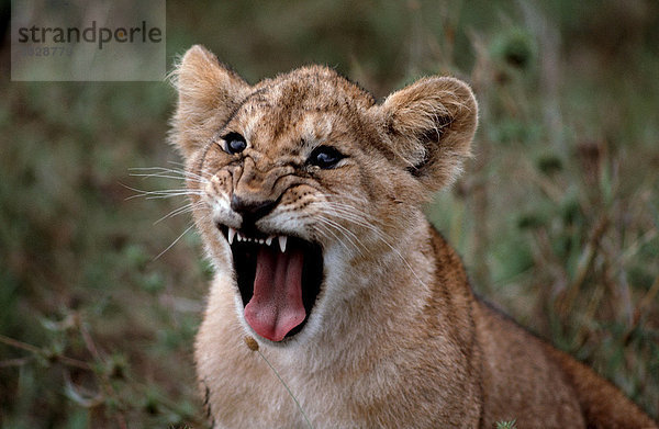 Afrikanischer Loewe  Jungtier  Massai Mara Wildschutzgebiet  Kenia / (Panthera leo) / Afrikanischer Löwe