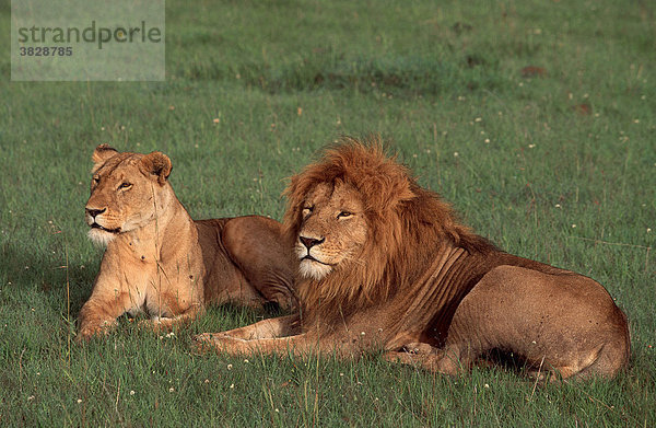 Afrikanische Loewen  Paar  Massai Mara Wildschutzgebiet  Kenia / (Panthera leo) / Afrikanischer Löwe