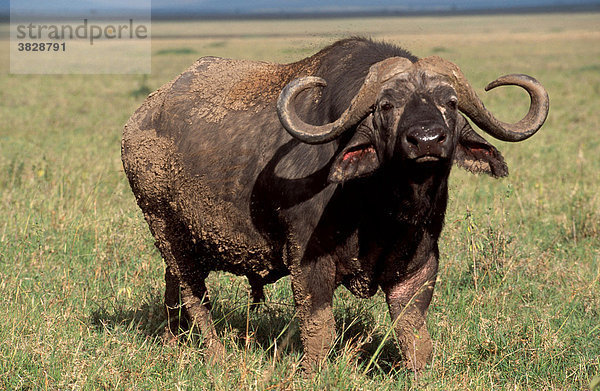 Kaffernbueffel  Bulle  Massai Mara Wildschutzgebiet  Kenia / (Syncerus caffer) / Kaffernbüffel  Bueffel  Büffel