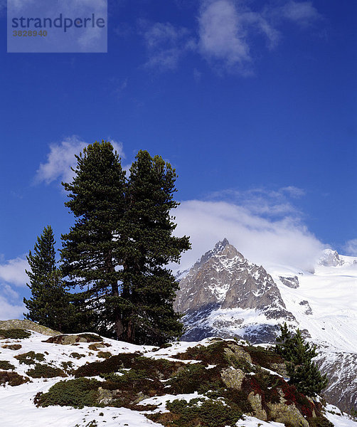 Zirbelkiefer  Riederalp  Wallis  Schweiz / (Pinus cembra)