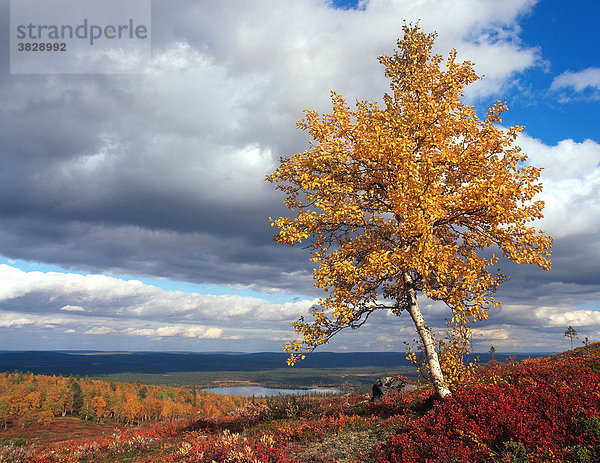 Birke im Herbst  Lappland  Finnland