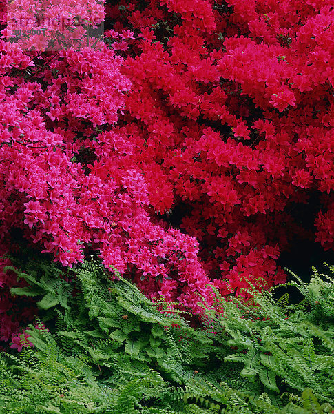 Rhododendron mit Farn / Azalee