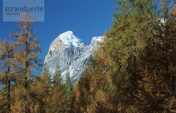 Berggipfel hinter Laerchen  Dolomiten  Suedtirol  Italien / (Larix decidua) / Europäische Lärche