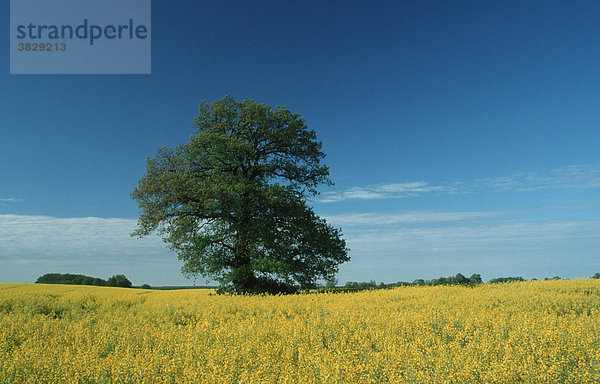 Eiche in Rapsfeld  Mecklenburg-Vorpommern  Deutschland / (Quercus spec.)  (Brassica spec.)