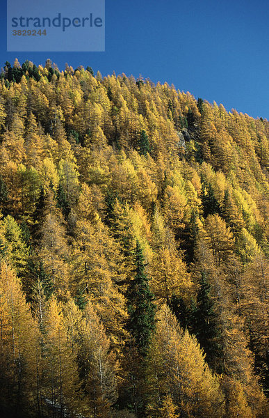 Bergwald mit Europaeischen Laerchen im Herbst  Schweiz / (Larix decidua) / Europäische Lärche