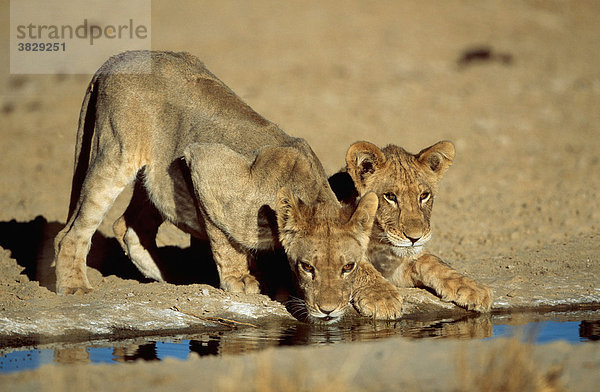 Afrikanische Loewen  Jungtiere  Kalahari-Gemsbok-Park  Suedafrika / (Panthera leo) / Afrikanischer Löwe
