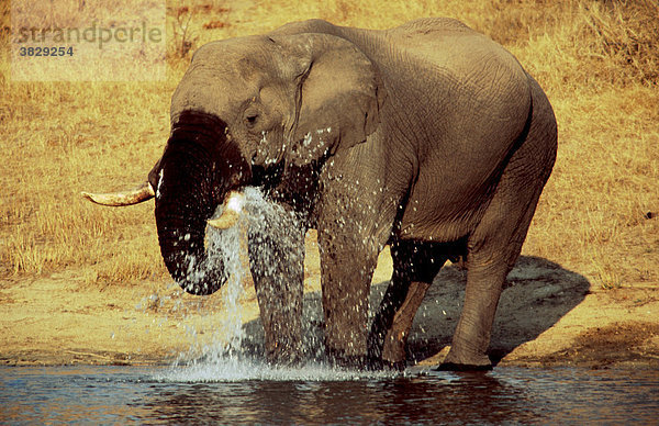 Afrikanischer Elefant  Krueger-Nationalpark  Suedafrika / (Loxodonta africana)