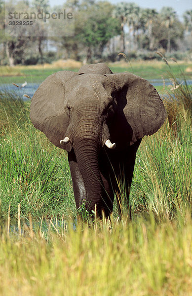 Afrikanischer Elefant  Moremi Wildschutzpark  Botswana / (Loxodonta africana)