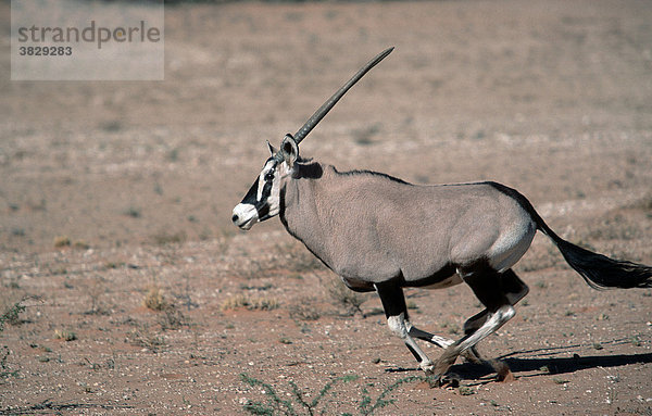 Spiessbock  Kalahari Gemsbok-Park  Suedafrika / (Oryx gazella) / Antilope